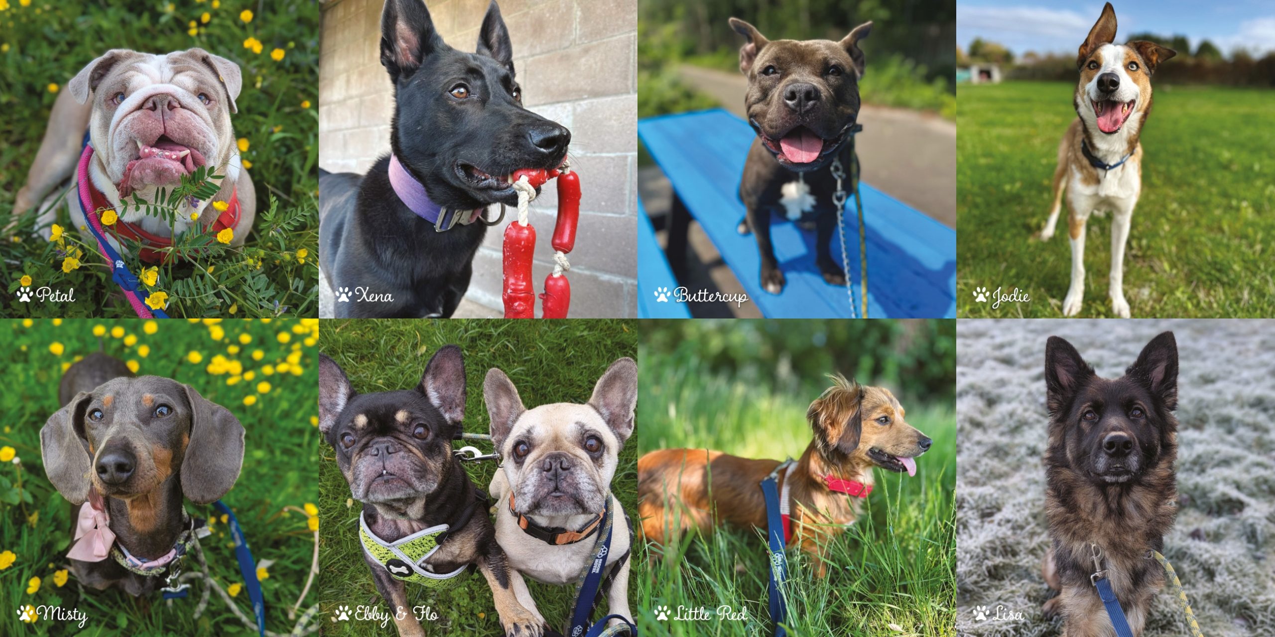 Cardiff Dogs Home 2027 Calendar – 16 Months - Image 7